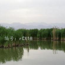 ȷ